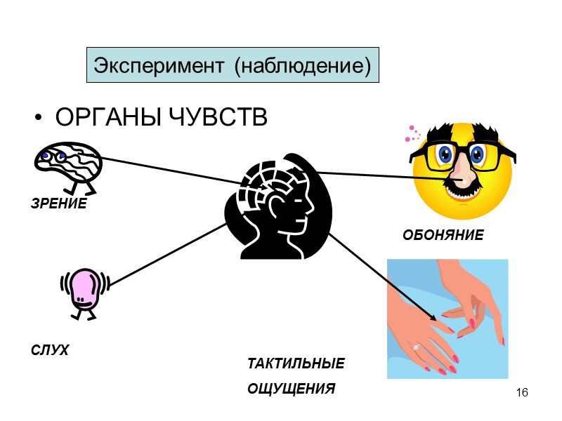 16 ОРГАНЫ ЧУВСТВ ЗРЕНИЕ СЛУХ ОБОНЯНИЕ ТАКТИЛЬНЫЕ ОЩУЩЕНИЯ Эксперимент (наблюдение)